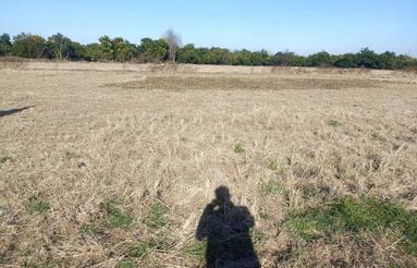 فروش زمین شالیزاری