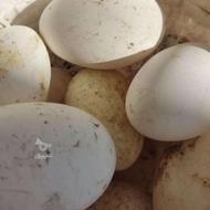 فروش تخم غاز نطفه دار مخصوص جوجه غاز