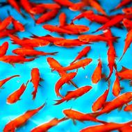 فروش عمده ماهی قرمز و تنگ ماهی