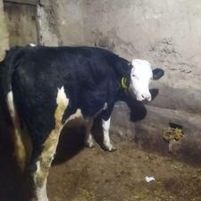 تلیسه ابستن