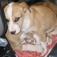 واگذاری توله های زیبا نگهبان