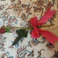 یک شاخه گل رز