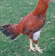 خروس لاری افغان