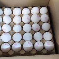 پخش تخم مرغ روز