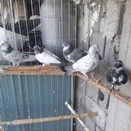 کبوتر یا کفتر