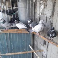 کبوتر یا کفتر