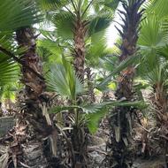 پالم تنه مکزیکی بابهرین قیمت