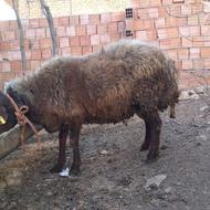 تخمی میزون 2سال و خورده