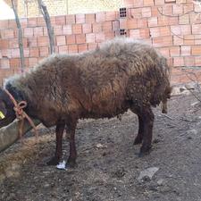 تخمی میزون 2سال و خورده