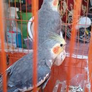 1جفت نر ماده عروس هلندی