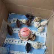 جوجه مرغ 15روز همه سالم