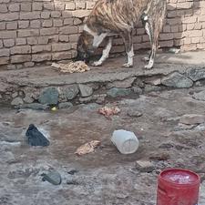 توله هشت ماهه واگذاری