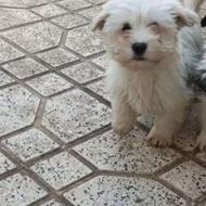 واگذاری سگ پاکوتاه میباشده