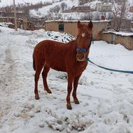 اسب یورقه20ماه