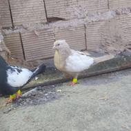 دو جفت کفتر عالی