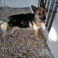 سگ ژرمن ولف 9 ماهه ماده واگذاری