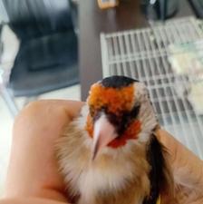 سهره بخون با قفس