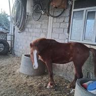 فروش یک راس اسب نردورگ ترک