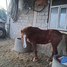 فروش یک راس اسب نردورگ ترک