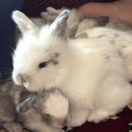 خرگوش نرو ماده بسیار زیبا لپ اصل