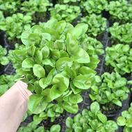 سبزه نارنج سایز ده