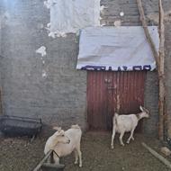 کولار سانن اصل