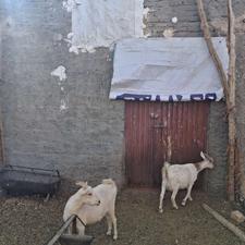 کولار سانن اصل