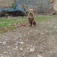 واگذاری پیتبول ماده اصل