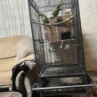 شاه طوطی و قفس آرا