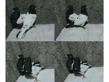 فروش کبوترسینه ای در شیپور