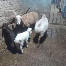 گوسفند بره مار بره ها نر دو جفت
