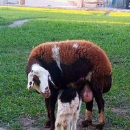 گوسفند بره دار پلنگی بره نر شکم اول