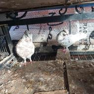 کبوتر پرشیبهشرط