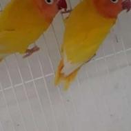 کوتوله برزیلی