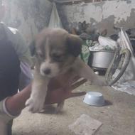 توله سگ پاکوتاه نر واگزاری