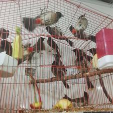 انواع پرنده