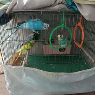 مرغ عشق 1عددنره 3عددماده