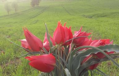 یک قطعه زمین کشاورزی در شهر کیاسر منطقه ی خوش آب و هوا