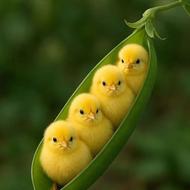 جوجه بوقلمون جوجه گوشتی جوجه گلپایگانی