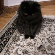 گربه پرشین ماده