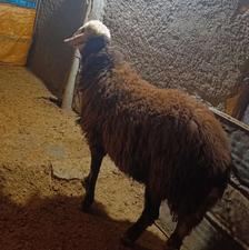 بره قوچ یک ساله