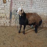 قوچ افشاری سه ساله