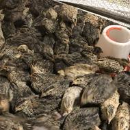 فروش بلدرچین 20 روزه گوشتی سنگین وزن