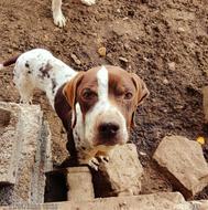 توله دنبلانی انگلیس المان