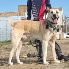 سگ گله ای یک ساله