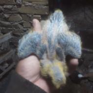 جوجه کفترآینده دار