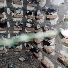 خریدار کبوتر گله