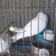 کبوتر تهرانی