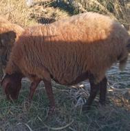 گوسفند ابستن مایه کرده