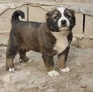 توله های آلابای اصیل دونه 5 نومن